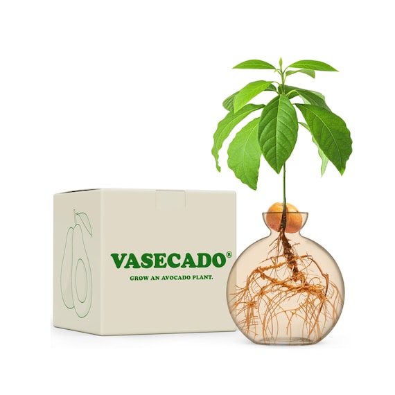 Vasecado Grow an Avocado Plant | champagne Yellow Glass Vase for Avocados  | Propagation Vase for Avocado Seed | Gifts for Plant Lovers - Etsy