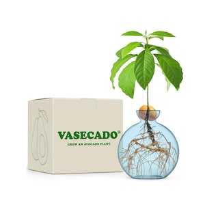 Może przedstawiać: Przezroczysty szklany wazon z pestką awokado wypuszczającą korzenie i zieloną rośliną. Po lewej stronie znajduje się beżowe pudełko ze słowem "VASECADO" w kolorze zielonym i ilustracją awokado. Tekst "GROW AN AVOCADO PLANT" znajduje się poniżej.