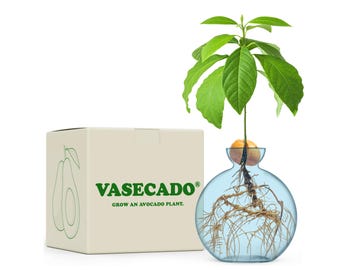 Vasecado® Cultiva una Planta de Aguacate / Jarrón de Vidrio Soplado a Mano Azul Agua para Aguacates / Jarrón de Propagación para Semillas de Aguacate / Regalos para Amantes de las Plantas