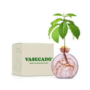 Może przedstawiać: Przezroczysty szklany wazon z pestką awokado wypuszczającą korzenie i zieloną, liściastą rośliną. Po lewej stronie znajduje się beżowe pudełko ze słowem "VASECADO" w kolorze zielonym i konturem awokado. Tekst brzmi "WYHODUJ ROŚLINĘ AWOKADO."