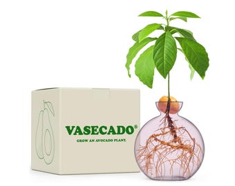 Vasecado® Cultiva una planta de aguacate / Jarrón de vidrio soplado a mano de color rosa ruborizado para aguacates / Jarrón de propagación para semillas de aguacate / Regalos para amantes de las plantas