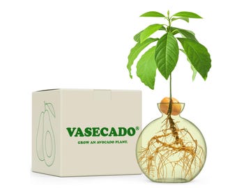 Vasecado® Cultiva una Planta de Aguacate / Jarrón de Vidrio Soplado a Mano Verde Helecho para Aguacates / Jarrón de Propagación para Semillas de Aguacate / Regalos para Amantes de las Plantas