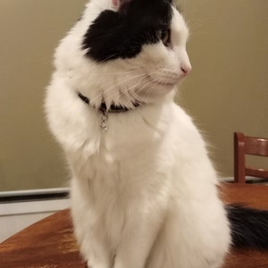 May include: A black and white cat with a silver charm on its collar sits on a wooden table. The cat is looking to the right of the image.