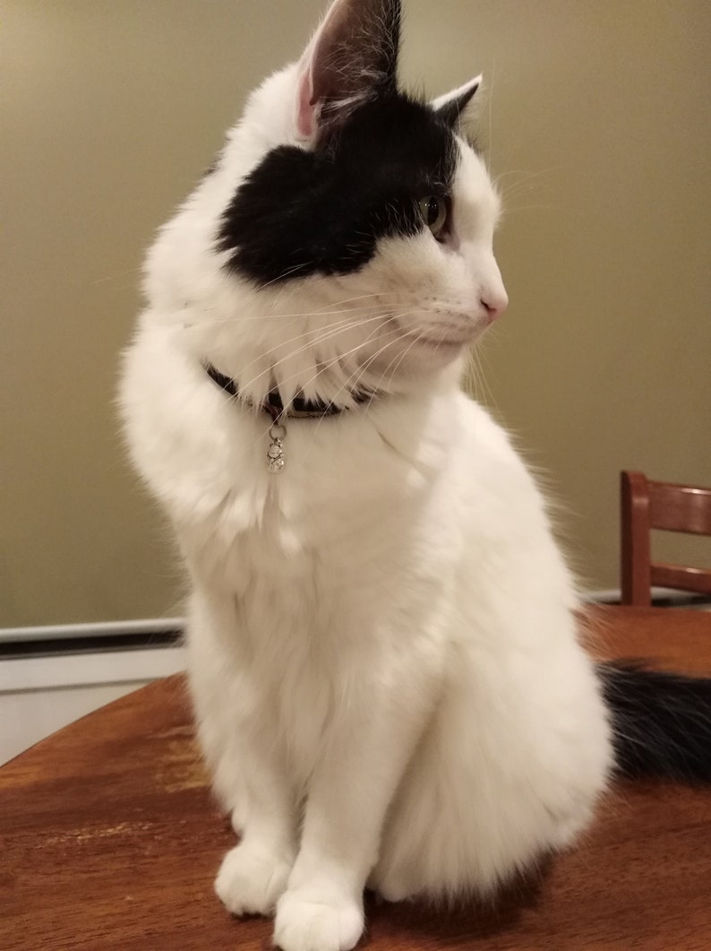 May include: A black and white cat with a silver charm on its collar sits on a wooden table. The cat is looking to the right of the image.