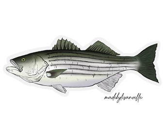 Stripped Bass sticker, 3 inch - clear edge sticker