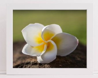 Frangipani Flower from Hawaii Printed Wall Art, Choose the print size, Wall Decor, Wall Art, Flower from Hawaiian Tree, Photograph printed