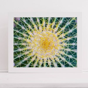 Golden Barrel Cactus Wall Art, Impresión digital, Echinocactus grusonii, Cojín de suegra, Cactaceae, Plantas del desierto, Suculenta redonda