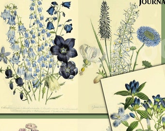 Vintage Floral Journal Paper: 1800s Botanical Illustrations (Digital Download)