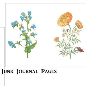 May include: Four botanical illustrations of flowers. The first image shows a pink orchid. The second image shows a yellow flower with green leaves. The third image shows a blue flower with green leaves. The fourth image shows an orange flower with green leaves.