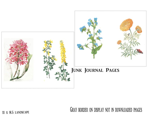 4- Vintage Botanical Journal Pages, Vintage Flowers, Junk Journal Paper, Printable Download, Altered Book, Antique Floral, Retro 1800's