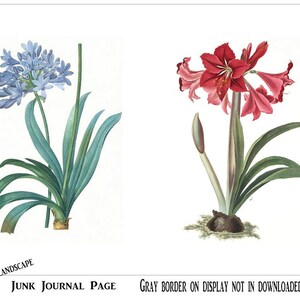 May include: Two botanical illustrations of flowers. The first image shows a blue agapanthus flower with green leaves. The second image shows a red amaryllis flower with green leaves.
