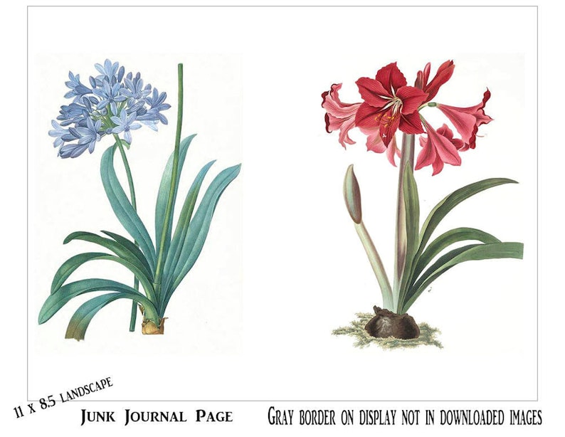 May include: Two botanical illustrations of flowers. The first image shows a blue agapanthus flower with green leaves. The second image shows a red amaryllis flower with green leaves.