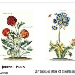 May include: Two vintage botanical illustrations featuring flowers. The first image shows a red and orange flower with green leaves and the text "RANVNCVIVS III" and "RANVNCVIVS IV". The second image shows a blue flower with green leaves and the text "AURICULA III".