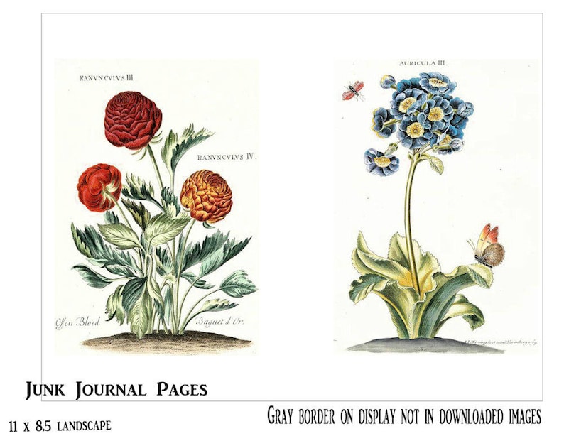 May include: Two vintage botanical illustrations featuring flowers. The first image shows a red and orange flower with green leaves and the text "RANVNCVIVS III" and "RANVNCVIVS IV". The second image shows a blue flower with green leaves and the text "AURICULA III".