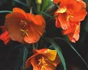PRIMULA Vialii orchidea Primrose 50 semi-centinaia di fiori