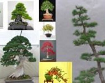 Yard Garden Outdoor Living Redwood Forest Bonsai Rare Seeds Metasequoia Glyptostroboides Indoor 60 Seeds Home Garden Yard Garden Outdoor Living Redwood Forest Bonsai Rare Seeds Metasequoia Glyptostroboides Indoor 60 Seeds Home Garden