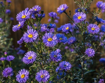 Erigeron-Azure Fairy 100 graines