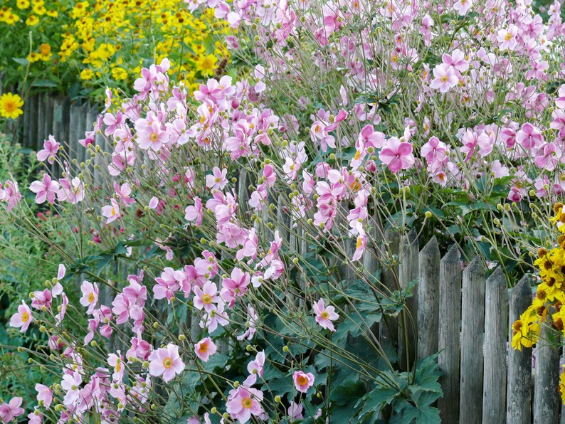 Anemone hupehensis /'Japanese Anemone/' 15 Seeds Japanese Windflower