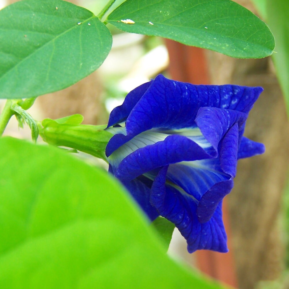 Blue Butterfly Pea Vine 5 Seeds Clitoria Double Blue Etsy