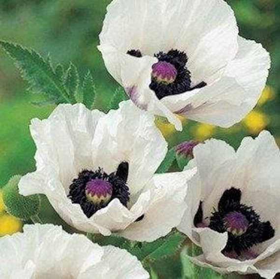 Orientalische Mohn Royal Wedding 20 Samen Etsy