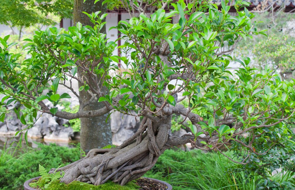 Ficus Macrophylla 10 Seeds Morton Bay Fig Excellent bonsai Etsy