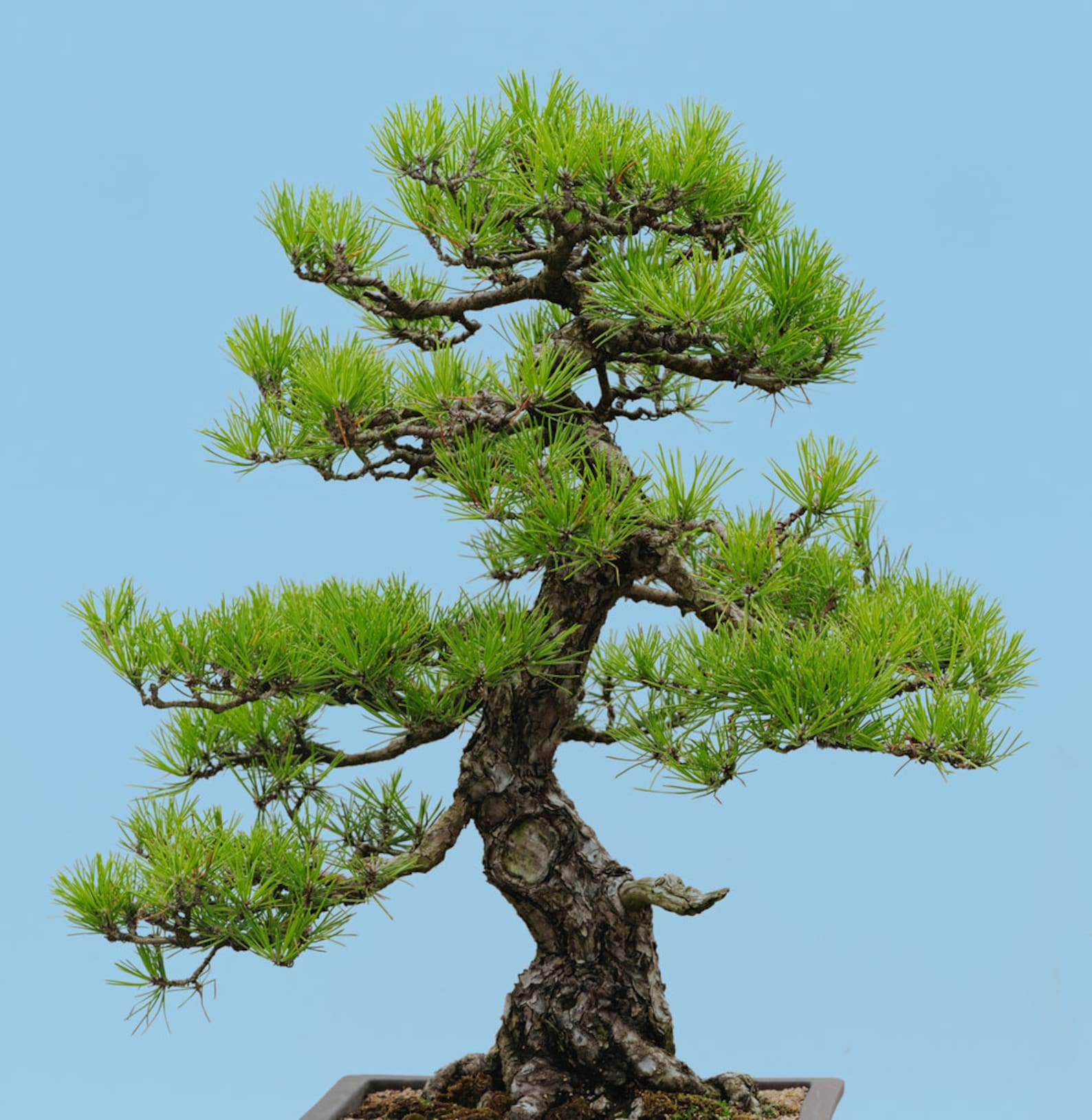Pinus sylvestris 'martham'. сосна обыкновенная ‘alba picta’. сосна обыкновенная в якутии. сосна веймутова pinus strobus. сосна обыкновенная пиния.