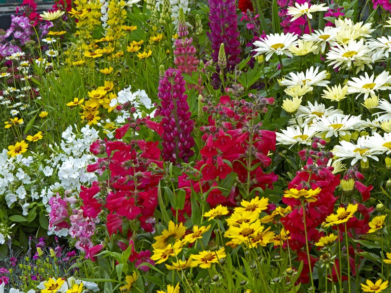 Wildflower Summer Cut Flower Mix Seeds Throw to Grow Seeds Etsy