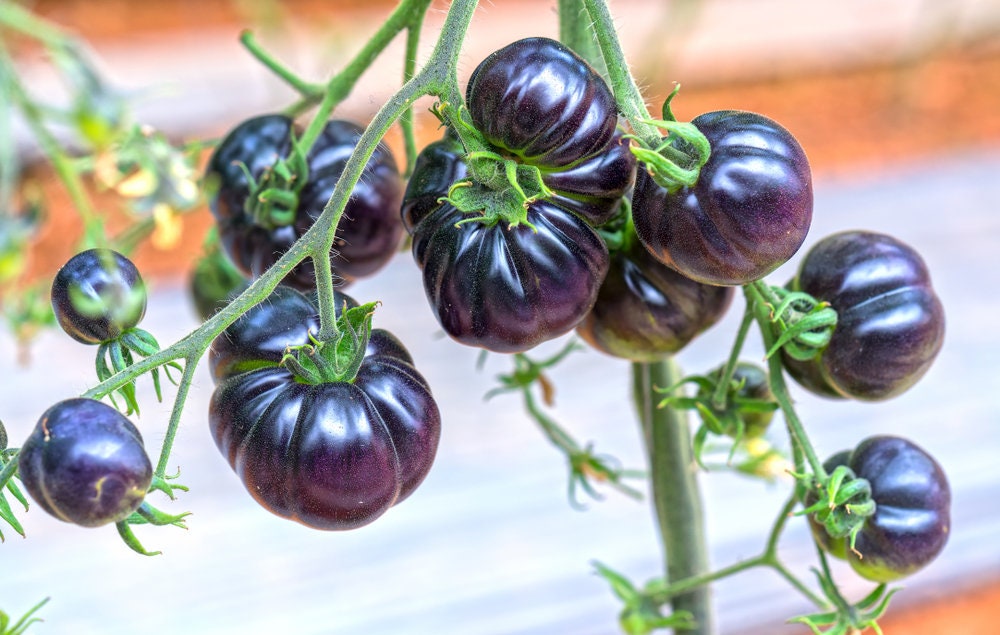 Blueberry Tomato 10 SeedsSweetyielding whole seasonrare Etsy
