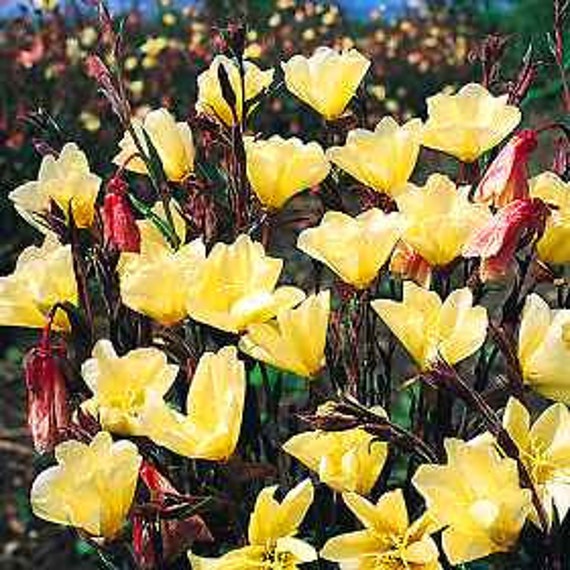PRIMULA Vialii orchidea Primrose 50 semi-centinaia di fiori