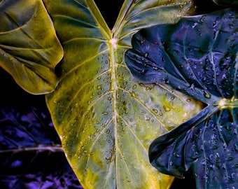 Kew Gardens - Stunning vibrant golden green and aubergine coloured Leaves - photographic print, Natural photography, Colourful artwork print