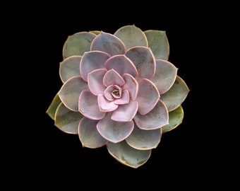 Beautiful Botanical photographic print, Succulent 3, Natural Plant photography. Ideal Mother's Day gift.