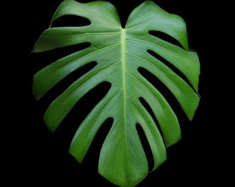 Monstera Leaf photographic print, Natural photography, Colourful artwork print. Ideal Mother's Day gift.