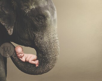 Digital Prop for Newborn - Digital background - Newborn Photography - Elephant - Animal - Nature - Wildlife - Trunk