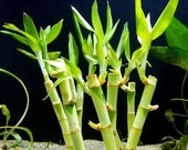Lucky Bamboo Stalks - 6 quot Tall - Live Aquatic Aquarium, Terrarium House Plant Easy to Grow