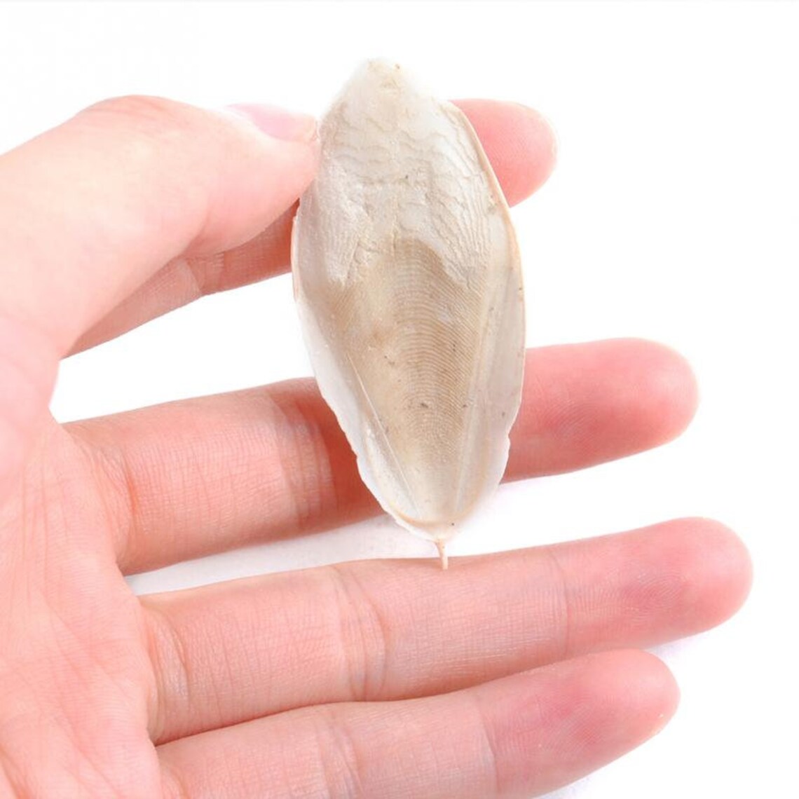 Cuttle Bone Pieces Calcium Supplement for Aquatic Snails Etsy UK