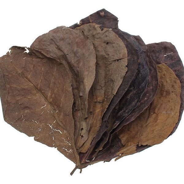 Cattapa Leaves - Almond Leaves - 5 or 10 Pack - For Aquariums, Betta & More!