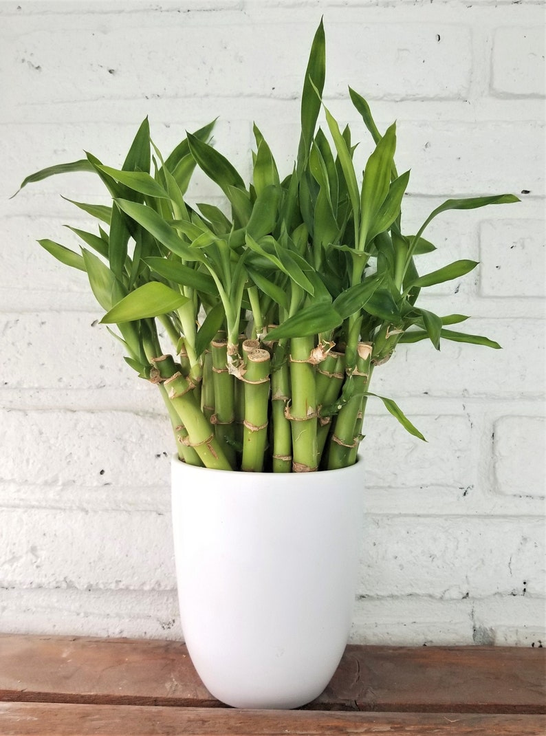 Lucky Bamboo Stalks 6 Tall Live Aquatic Aquarium Etsy