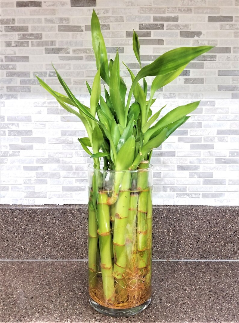 Lucky Bamboo Stalks 6 Tall Live Aquatic Aquarium Etsy