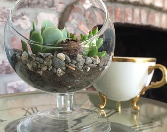Succulent Terrarium DIY Kit