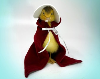 Taxidermy Handmaiden Duck, feminist, political, Women's rights, choice, Real Taxidermy, Weird Gift, Oddities, Book Lover