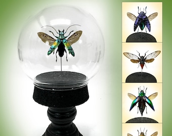 REAL Bug Globes, Taxidermy Insect art, nature display, curiosities, Oddities, Science, Nature, Specimen, Curiosity Cabinet, Gothic, Oddities