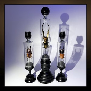May include: Three decorative glass bottles with black bases and stoppers. Each bottle contains a preserved insect. The insects are various colors, including brown, gold, and orange. The bottles are displayed on a white surface.