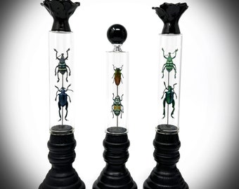Insect art, dark academia, oddities, beetle, Goth Decor, Taxidermy, Curio, bugs, curiosities, witchy, nature decor