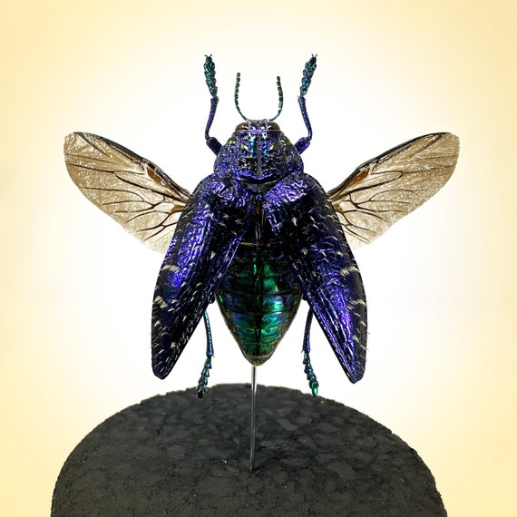 REAL Bug Globes Taxidermy Insect Art Nature Display Curiosities