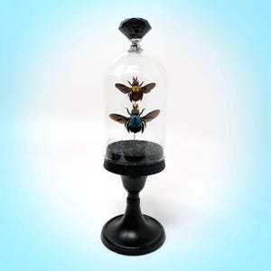 Nature Decor Real Bees, Elegantly designed Glass Display, Gothic Dark Academia Bugs in Cloche on stand, Shelf decor for house warming gift