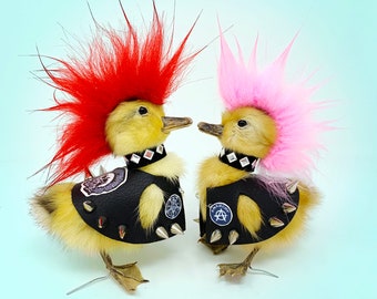 Taxidermia Punk Duck, rarezas, estilo gótico, cabello rosado, naturaleza, curiosidad, gracioso, Mohawk, raro, Patito, Animal, Casa de muñecas, PASCUA, regalo