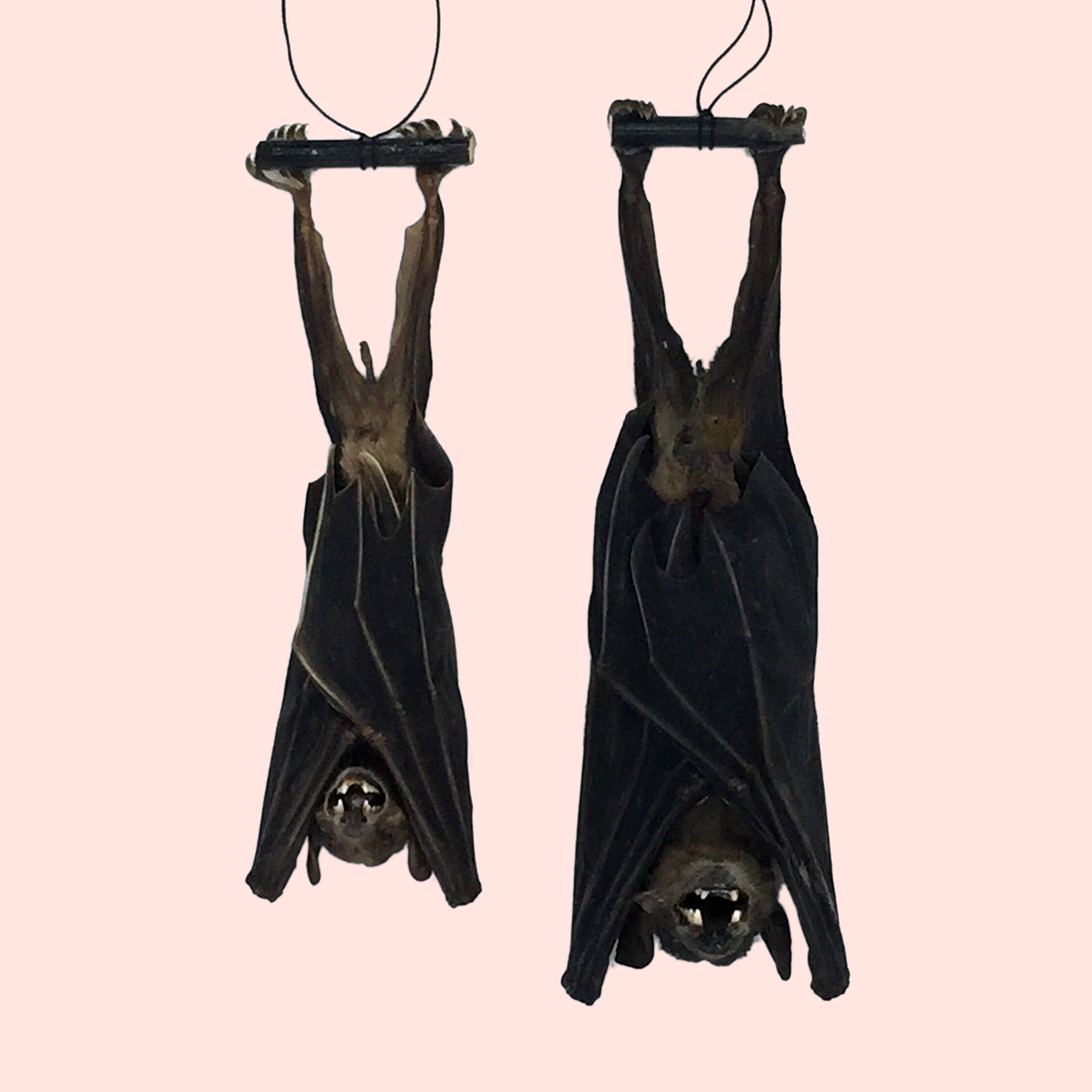 I33 Taxidermy Real Hanging Fruit Bat Glass Dome Display Oddities decor specimen 