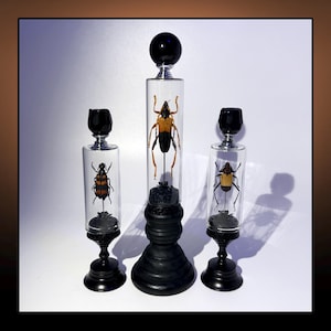May include: Three decorative glass display pieces, each featuring a preserved insect. The insects are various shades of brown and black, encased in clear glass cylinders. The bases and tops are black, creating a striking contrast.