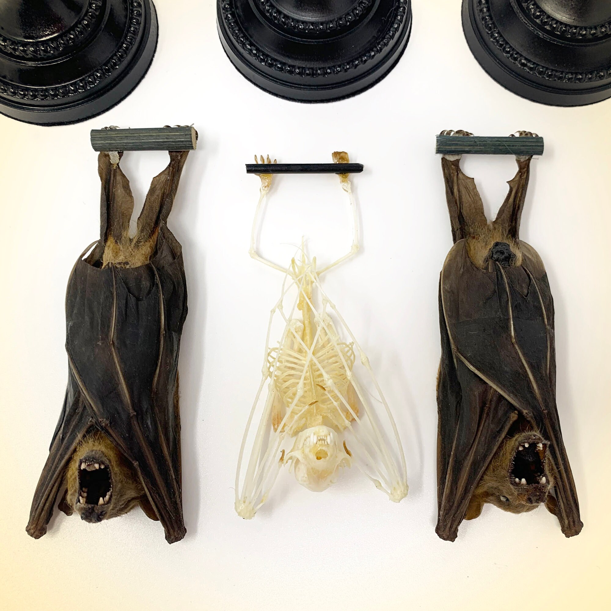 Real Taxidermy Hanging Bat SKELETON Displays Oddities Real Etsy