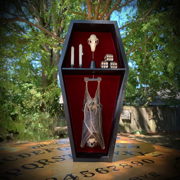 Taxidermy Bat Hanging Coffin Curiosity Shelf, Oddities, Real Bat, Gothic decor, Vampire, Oddities, Halloween, bird Skull, bat skull